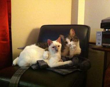 貓的萌度百分百～會動的喵喵們萌指數破表～