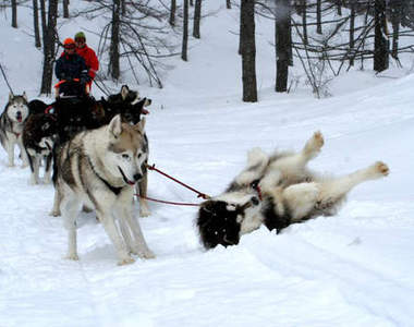 北海道旅遊中 遇見超可愛雪橇犬
