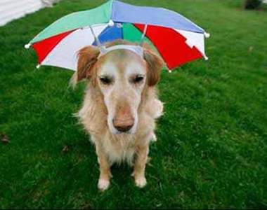 《阿狗雨傘》寶貝我罩你　就算下雨也要一直在一起(๑￫ܫ￩)