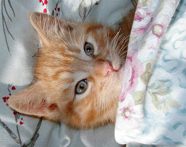 貓的～不要吵我睡覺