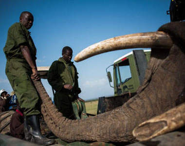 非洲《大象搬運工程》該不會也是用賓士載吧XDD