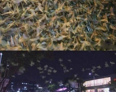 《蟲蟲危機》大批飛蟲入侵韓國名品街～