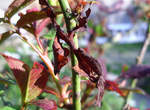 神出鬼沒的《幽靈螳螂》Phyllocrania paradoxa 神出鬼沒的《幽靈螳螂》Phyllocrania paradoxa