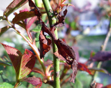 神出鬼沒的《幽靈螳螂》Phyllocrania paradoxa