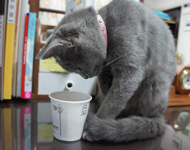 《對可樂感到好奇的貓》那是什麼～可以吃嗎？（伸爪）