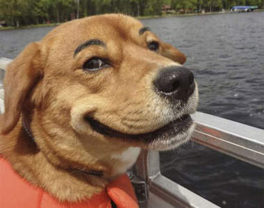 《眉毛犬》趴兔 人家素顏也沒在怕的唷(´・ω・`)