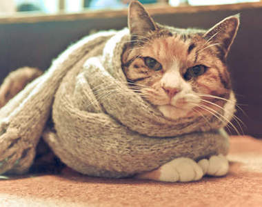 《貓的圍巾》貓咪不圍爐，但是他們會圍圍巾≧ε≦