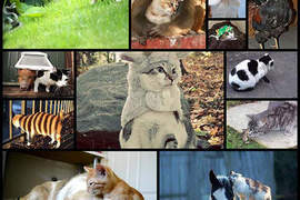 《貓版12生肖》今年是什麼年～你知道嗎？