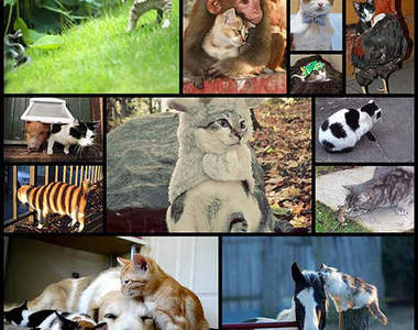 《貓版12生肖》今年是什麼年～你知道嗎？