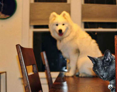 《意外入鏡動物》趴兔~自相殘殺篇