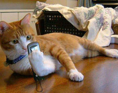 《喵的～貓咪手機座》我撐住了～