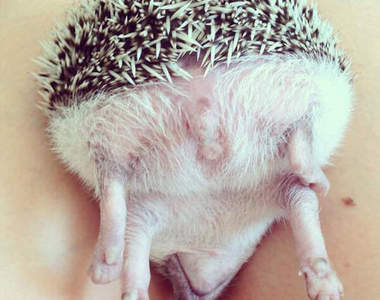 《刺蝟屁屁祭》也能跟柴犬一樣帶來幸福感覺嗎⚈̤꒫⚈̤