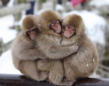 《地獄谷野猿公苑》來這和猴子玩耍吧（●´Ｕ｀●）