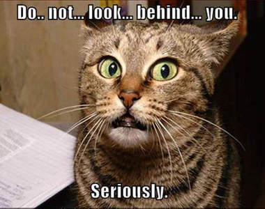 《那些驚恐的動物們》這就是所謂的雞飛狗跳嗎ww