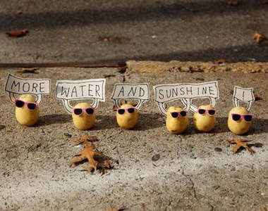 《POTATO無言的抗議》我們也是有馬鈴薯權的！！