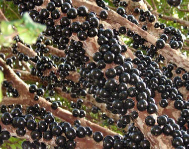 巴西葡萄樹　嘉寶果一粒粒的讓我雞皮疙瘩掉滿地