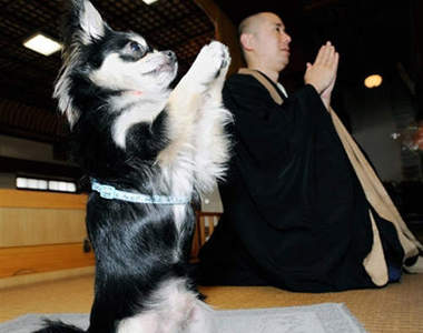 太陽出來才會工作的和尚真是命太好～