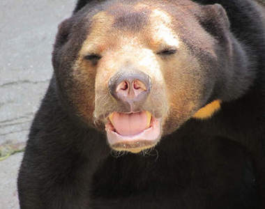 動物園出現身體裡住著歐吉桑靈魂的黑熊（無誤）