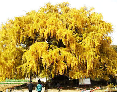 仁川《800年銀杏樹》小心種子臭臭~(捏鼻)