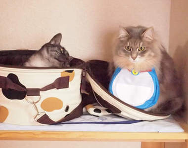 哆啦A夢玩具果然是給貓咪用的（肯定）