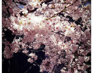 大家心目中的《櫻花季代表歌曲》只是櫻花好像快謝了ww