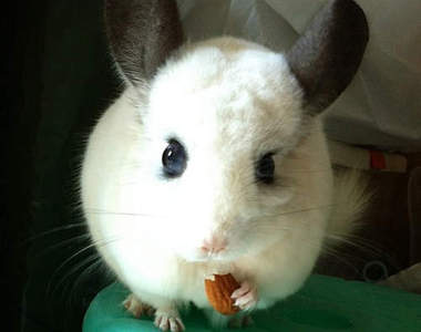 寵物龍貓《毛絲鼠》敲可愛表情人家要融化了啦～ෆ◕ㅂ◕ෆ