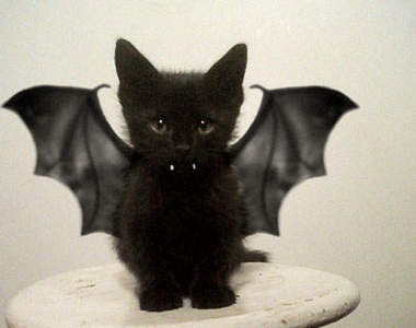 《寵物變裝》真的太可愛了嘛~再拍一張就好了~