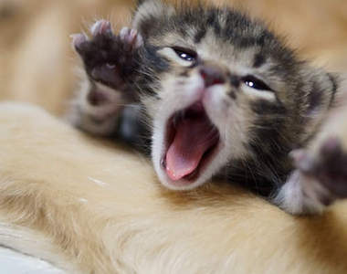 菇菇貓《哇沙比醬》主人開始飼養新的流浪小貓《一味》♥