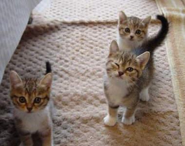 日本《人氣貓品種》大發表　最多人飼養的貓咪揪～竟是哪一種呢( Φ ω Φ )