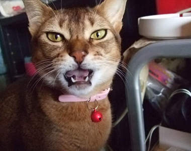 體味刺激注意！動物們的臭臭臉Flehmen反應（˚ 皿 ˚） 