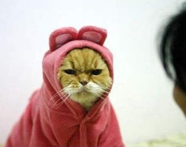 《惹貓嫌行為》被喵喵討厭的你必看（指）