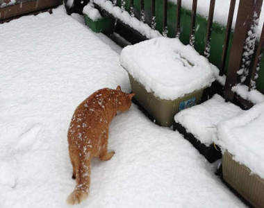 《貓見雪反應》一場雪見百樣貓呀～( =`o`= )