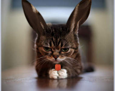 無違和感《PS動物照》這樣的混合獸真想看看真實版♥