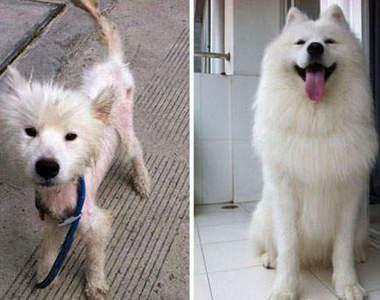 《流浪薩摩耶犬》遇到主人後變成超可愛的大狗狗♥♥♥