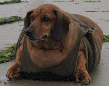 《胖狗減肥》瘦身前應該不只是臘腸等級......