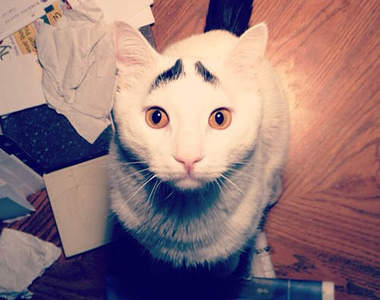 《囧臉貓》貓的眉毛超有戲～超囧的(ˊ・ω・ˋ)