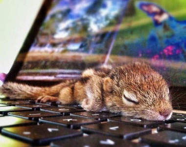 《愛睏小松鼠》走到哪睡到哪也太可愛O///O