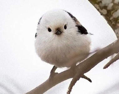 森林精靈《銀喉長尾山雀》超萌圓滾滾小鳥