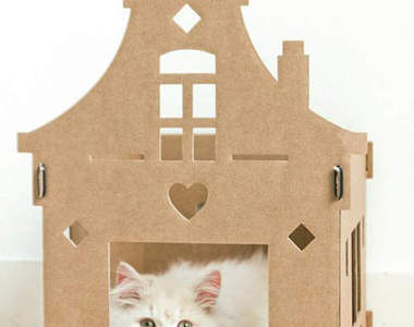 《貓的紙屋》其實貓咪也想住在大別墅？