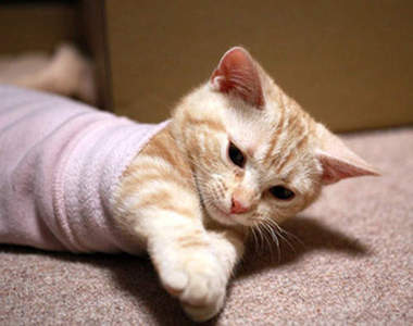 在外套裡捕獲一隻《袖口貓》(=◕ . ◕=)