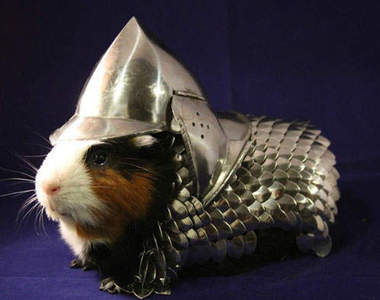 《天竺鼠盔甲》難道他們也能上戰場?
