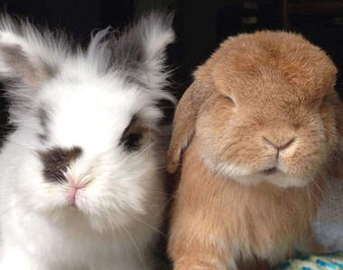 加拿大萌兔兄弟 蓬鬆鬆到我要融化了～