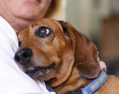 《養狗的好處》怎麼會有這麼美好的動物（抱）
