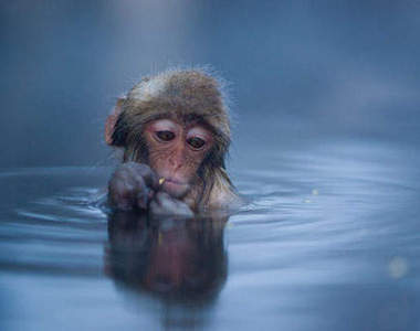 日本《溫泉雪猴》~泡湯的樣子也太舒服