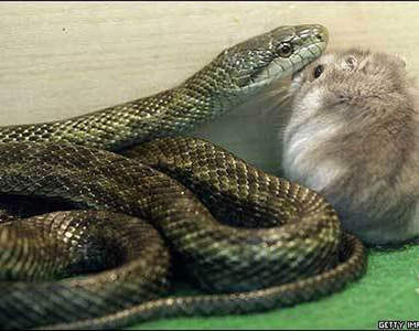 蛇跟倉鼠《食物變朋友》要一直相親相愛唷