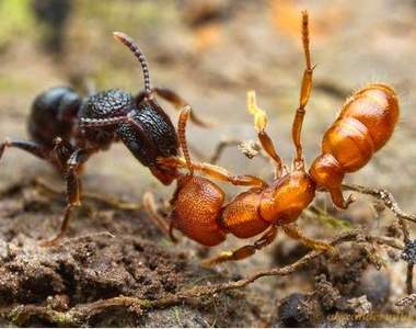 《螞蟻攝影集》其實螞蟻也是會打架的～