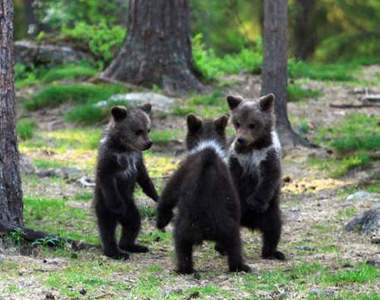 《森林裡跳舞的三隻小熊》根本是故事書裡跑出來的吧(｡･㉨･｡)