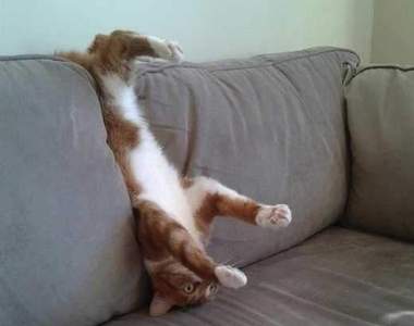 這些貓咪~都快忘記怎麼當貓啦~