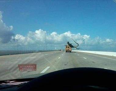 《絕妙timing照》想拍還不一定拍的到XD