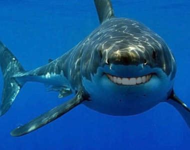 《有人類牙齒的鯊魚》可不可以拍牙膏廣告呢？